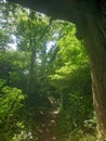 An eery dark silent woodland pathway