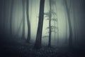 Dark ethereal forest with fog Royalty Free Stock Photo