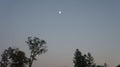 Dark evening sky in the forest, treetops