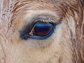 Dark eye of golden Isabella horse. White horse eye