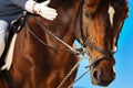 Dark-eyed brown race horse getting ready for annual horserace Royalty Free Stock Photo