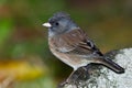 Dark-eyed Junco Royalty Free Stock Photo