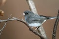 Dark-eyed Junco Royalty Free Stock Photo