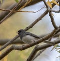 Dark-eyed Junco in a woodland habitat Royalty Free Stock Photo