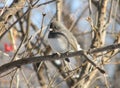 Dark-eyed Junco