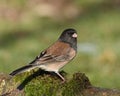 Dark-eyed Junco