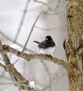 Dark-eyed Junco Royalty Free Stock Photo