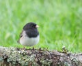 Dark-eyed Junco