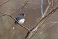 Dark-eyed Junco Royalty Free Stock Photo