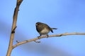 Dark-eyed Junco Royalty Free Stock Photo