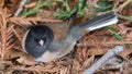 Dark-eyed Junco adult male resting on Coast Redwood twigs Royalty Free Stock Photo