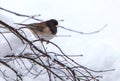 Dark-Eyed Junco on bare branch in Snow