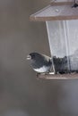 Dark Eyed Junco Royalty Free Stock Photo