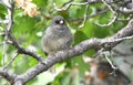Dark eyed Junco bird, Park City, Utah USA Royalty Free Stock Photo
