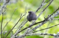 Dark Eyed Junco bird singing Royalty Free Stock Photo