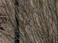 Dark Eyed Junco Bird Sitting on Branches from a Bush