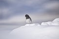 Dark eyed junco bird in snow Royalty Free Stock Photo