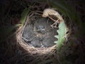 Dark Eyed Junco Chicks Royalty Free Stock Photo