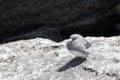 Dark-eyed Junco male sparrow bird Royalty Free Stock Photo