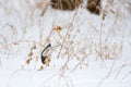 A Dark Eyed Junco Eating in the Snow Royalty Free Stock Photo