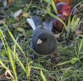Dark-eyed Junco front view calling and sitting on the grass Royalty Free Stock Photo