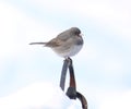 Dark Eyed Junco