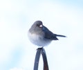 Dark Eyed Junco