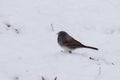 Dark-eyed junco (Junco hyemalis) Royalty Free Stock Photo