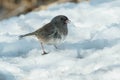 Dark-eyed Junco - Junco hyemalis hyemali Royalty Free Stock Photo