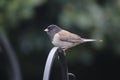 Dark-eyed Junco - Junco hyemalis (3) Royalty Free Stock Photo