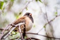 Dark Eyed Junco Junco hyemalis perched on a tree branch in a birch tree, California; selective focus, shallow depth of field Royalty Free Stock Photo