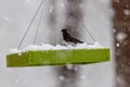 Dark-eyed junco (Junco hyemalis) Royalty Free Stock Photo