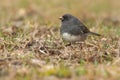 Dark-eyed Junco - Junco hyemalis hyemali Royalty Free Stock Photo