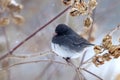 Dark-eyed junco (Junco hyemalis) in winter