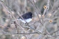 Dark-eyed junco (Junco hyemalis) in winter Royalty Free Stock Photo