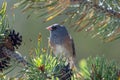 Dark-eyed Junco Junco hyemalis Royalty Free Stock Photo