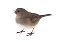 Dark-eyed Junco Isolated Royalty Free Stock Photo