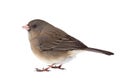 Dark-eyed Junco Isolated Royalty Free Stock Photo