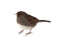 Dark-eyed Junco, Junco hyemalis Royalty Free Stock Photo