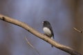 Dark-eyed Junco (Junco hyemalis hyemalis) Royalty Free Stock Photo