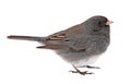 Dark-eyed Junco, Junco hyemalis, isolated Royalty Free Stock Photo