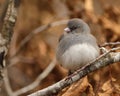 Dark-eyed Junco, Junco hyemalis, portrait Royalty Free Stock Photo