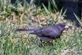 Dark Eyed Junco, Juno hyemalis