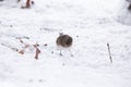 Dark eyed junco looking down at the snow Royalty Free Stock Photo