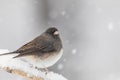 Beautiful Dark-eyed Junco on snow covered branch in snow Royalty Free Stock Photo