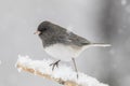 Dark-eyed Junco male on snow covered branch in snow Royalty Free Stock Photo