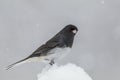 Dark-eyed Junco on snow covered branch in winter Royalty Free Stock Photo