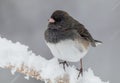 Dark-eyed Junco male perched during snowstorm Royalty Free Stock Photo