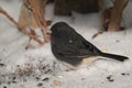 dark-eyed junco male Royalty Free Stock Photo