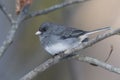 Dark-eyed Junco perched on a branch Royalty Free Stock Photo